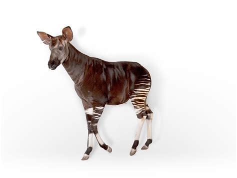 Top 150 Okapi African Animals