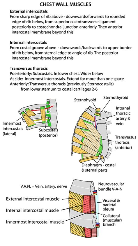 The thoracic wall receives blood supply from the subclavian artery, the axillary artery and the thoracic aorta and is drained by the intercostal veins to the azygos veins and the superior vena cava. Instant Anatomy - Thorax - Areas/Organs - Chest Wall - Muscles