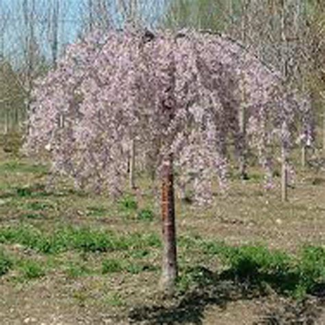 Onlineplantcenter 7 Gal Pink Weeping Cherry Tree P006g7 The Home Depot