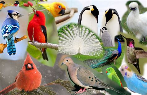 Jason Digital Art Collage Photoshop Bird Pets Animals Collages