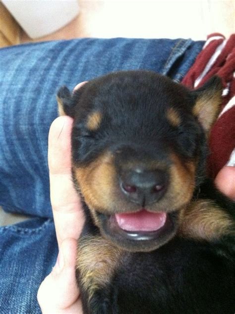 Newborn Doberman Aww