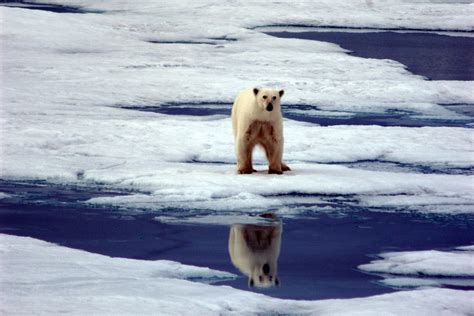 On Thin Ice More Polar Bears Move From Svalbard To Franz Josef Land