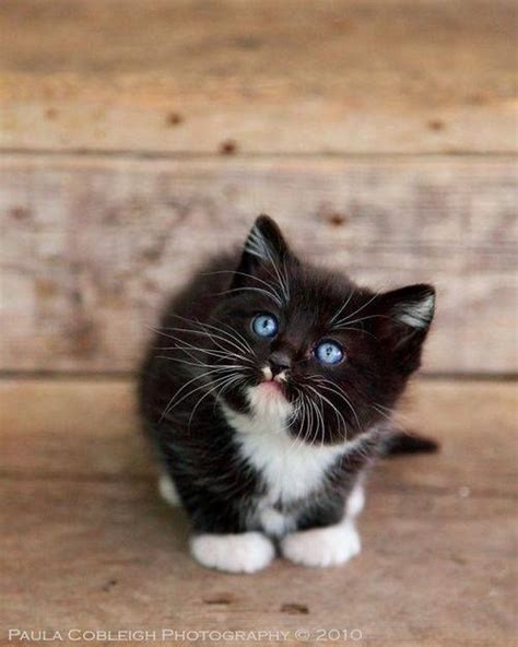 Adorable Tuxedo Kitten With Beautiful Blue Eyes Kittens Cats And Kittens Pets