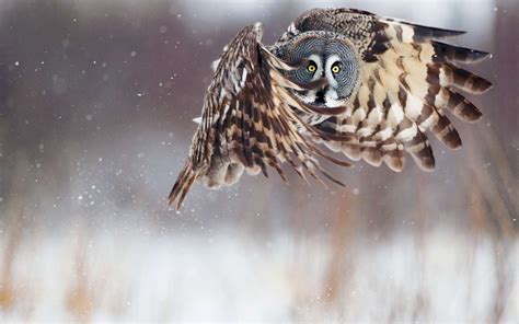 Wallpaper Bird Owl Snow Winter Desktop Wallpaper