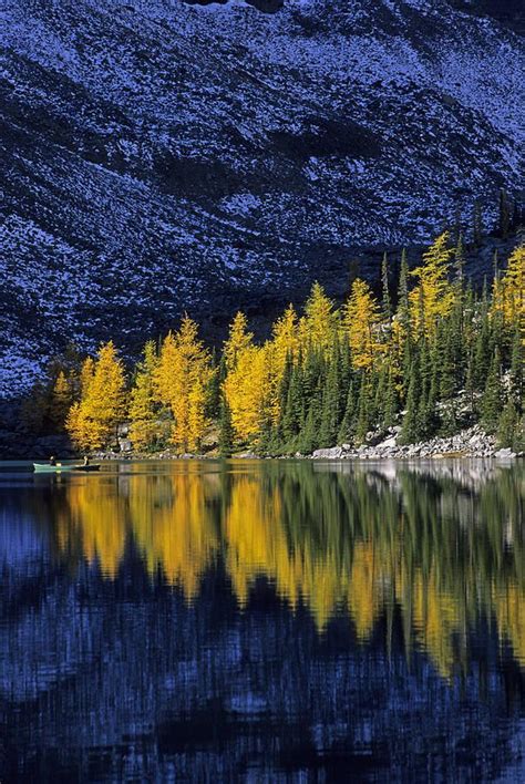 Autumn Alpine Larch Trees Lake Agnes Banff National Park Canada