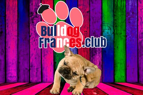 Bulldog Francés Dermatitis Atópica Bulldog Francésclub ⊛