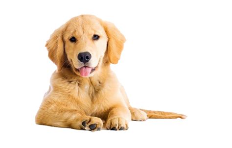 Golden Retriever Png Transparent Images Png All