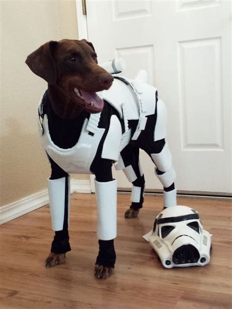 0:09 errol and bertie the miniature cute dachshund won't look at his owner after getting scolded for running away. Dog Dressed As a Stormtrooper Has The Best Animal Costume ...