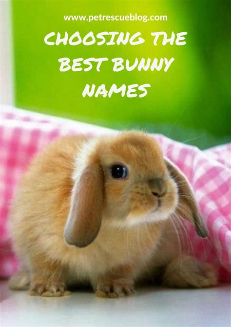 500 Bunny Names For Your Pet Rabbit