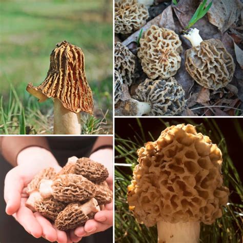 Edible Mushrooms In Iowa Complete Foragers Guide