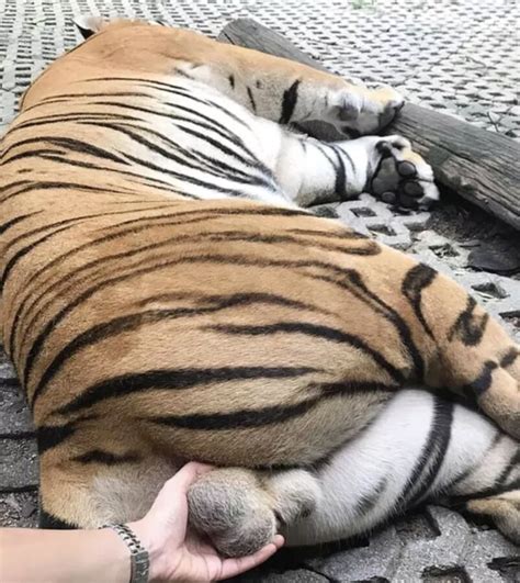 She Grabbed Tiger Testies For Internet Attention She Only Got Criticism