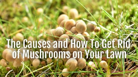 The Causes And How To Get Rid Of Mushrooms On Your Lawn