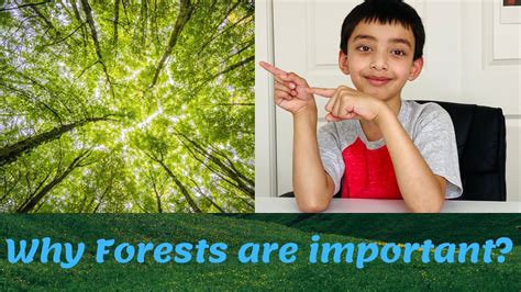 Why Forests Are Important Youtube