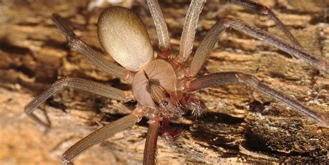 Brown Recluse Spiders Hole In One Pest Solutions