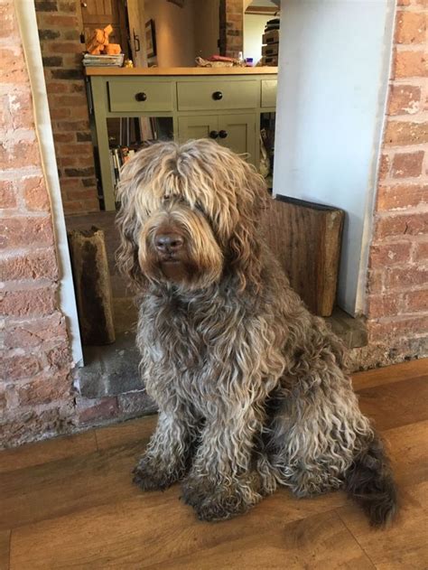 Standard Multigenerational F4 Labradoodle Puppies ...