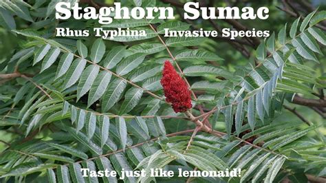 Staghorn Sumac Tree Rhus Typhina Its Invasive But Im Letting It