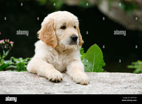 Golden Retriever Portraits Hi Res Stock Photography And Images Alamy