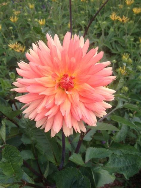 The sunflower (helianthus annuus) is a living annual plant in the family asteraceae, with a large flower head (capitulum). Dahlia Species (dahlia species): These look like dahlia ...