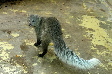 White Tailed Mongoose Ichneumia Albicauda 2010 Zoochat