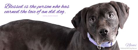 Blessed Is The Person Who Has Earned The Love Of An Old Dog Rescue