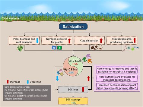 A Conceptual Model Illustrating The Effect Of Salinization On