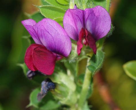 Common Vetch Baker Seed Co