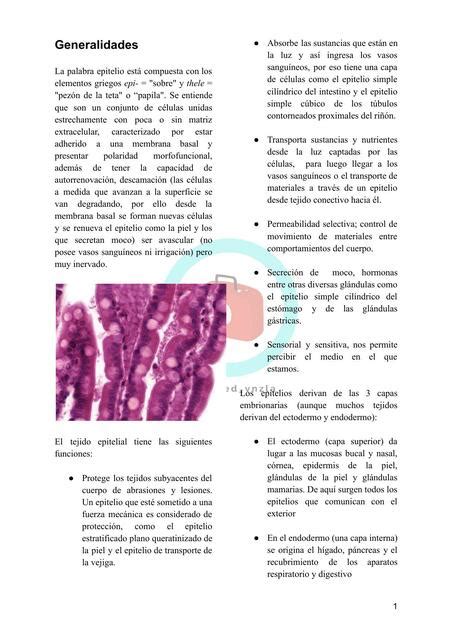 Generalidades Del Tejido Epitelial Histologia Uner Studocu The Best