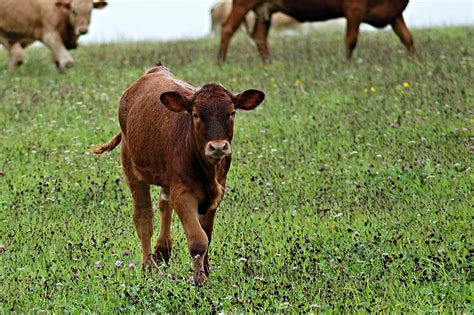 Banco De Imagens Grama Campo Fazenda Prado Pradaria Animais