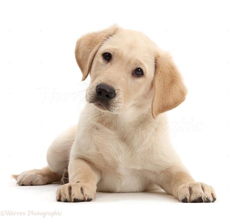 Dog Yellow Labrador Retriever Puppy Photo Wp47763
