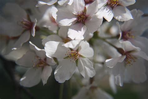 Free Images Branch Flower Petal Food Spring Produce Botany