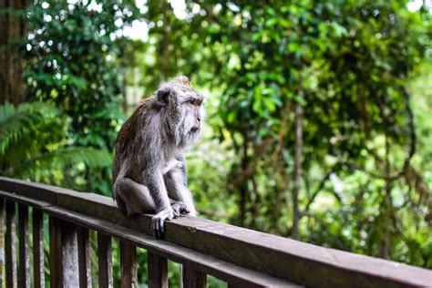 Ubud Monkey Forest Everything You Need To Know Before Going