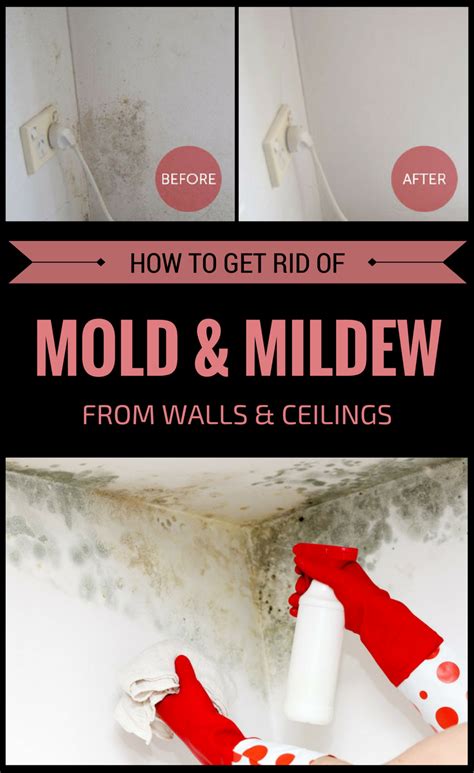 Where mold comes from and how to prevent it. How To Get Rid Of Mold And Mildew From Walls And Ceilings ...