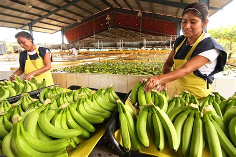 Bananas Agroamerica Is One Of The Largest Banana Producers In