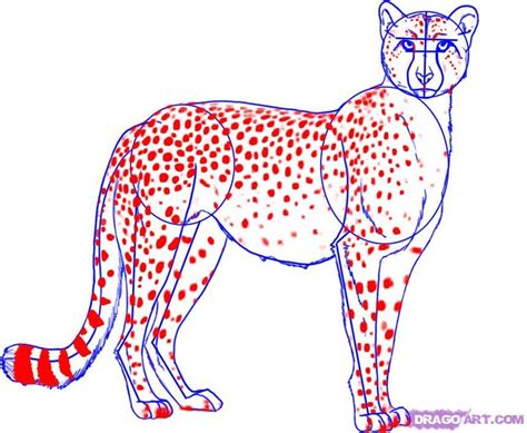 See more ideas about cheetah drawing, animal drawings, cheetah. how to draw a cheetah step 5 | Cheetah pictures, Cheetah ...