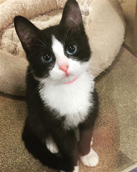 What A Beautiful Tuxedo Kitten Those Eyes Cute Cats Cute Cats And Kittens Pretty Cats