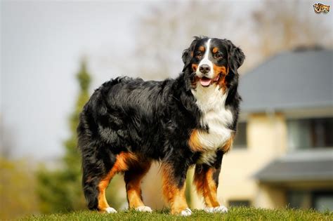 Bernese Mountain Dog Dog Breed Facts Highlights And Buying Advice