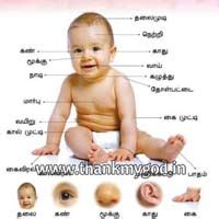 Here is a list of some other parts of the body that have not been included above. Alphabet Chart in Tamil,Animals Chart,Animals Chart in Tamil Madurai India