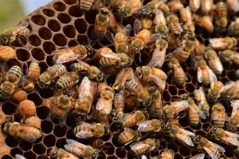 Queen Bee Dead Bees Bee Keeping Bee