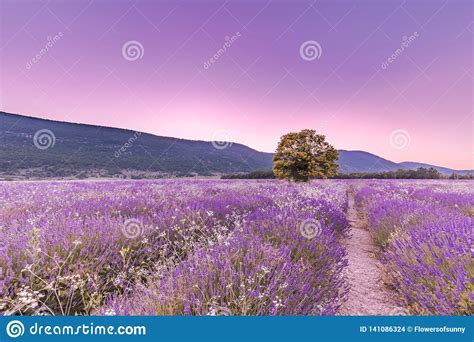 Tree In Lavender Field At Sunset In Provence France Stock Photo