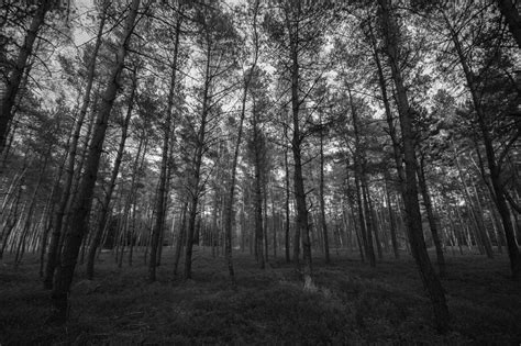 Dark Forest 4k Ultra Hd Wallpapers Top Free Dark Forest 4k Ultra Hd