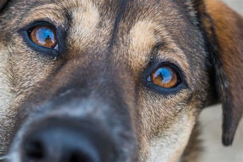 Common Eye Problems In Dogs Vienna Vets