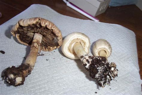 Identify Ohio Mushrooms Pics Mushroom Hunting And Identification