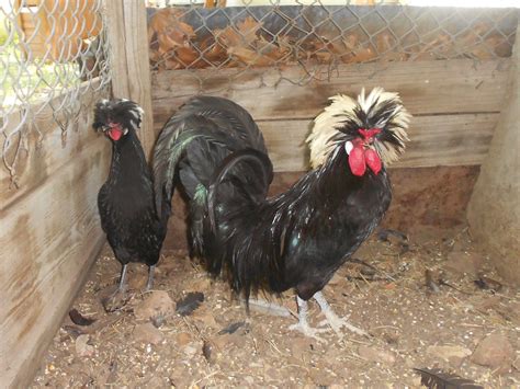 White Crested Black Polish Rooster And Hen Cherokeebirds