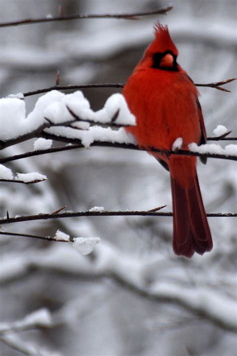 Male Cardinal On Snowy Branch Photograph By Pamela Drebus Pixels