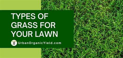Types Of Grass Lawn