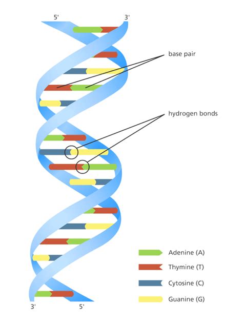 Dna Structure And Function A Simple Guide By The Human Origin Project