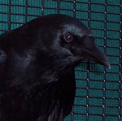 Crow Close Up Free Photo Download Freeimages