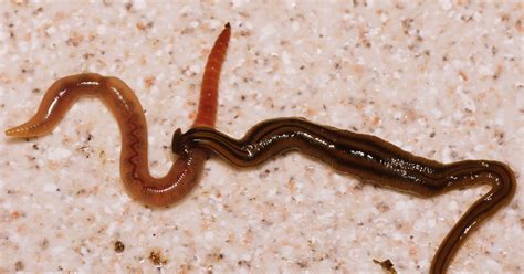 Inconvenient Minifauna And The Invasion Of The Hammerhead Flatworms Wired