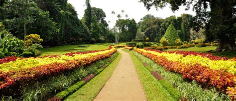 Peradeniya Botanical Garden Sri Lanka