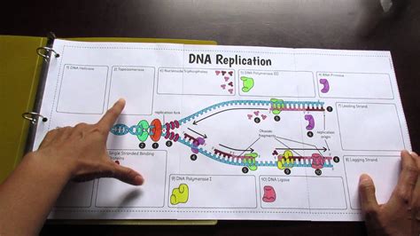 Dna polymerase adds complementary bases in the 5' to 3' direction to form the leading strand. Structure Of Dna and Replication Worksheet Answers | Briefencounters